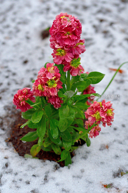 冬季花与雪:库存花/马黛莲加